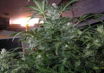 All the major buds on day 65, yield is expected to be three ounces of Auto Lemon Skunk.jpg