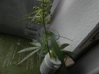 (MA x NL) x MA tip of a male plant (3).JPG