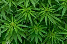 medical-marijuana-greenhouse.jpg