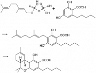THC-COOH_biosynthesis.png