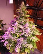 Jack Herer,put to bud 03-07 making it 63 days along in this photo..jpg