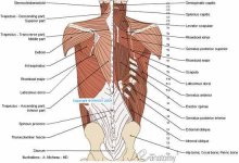 muscles-of-back-anatomy-illustration.jpg
