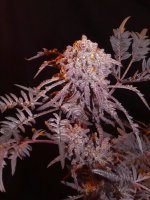 Frosty's Purple Freak Before Harvest (1).jpg