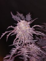 Frosty's Purple Freak Before Harvest.jpg
