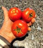 Tomatoes Feb 15.jpg