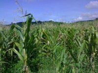 our corn field..........Del..jpg
