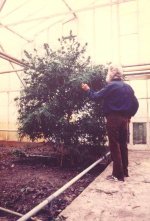 old Ed in Greenhouse 1984.jpg