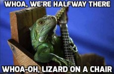 lizard lazy.jpg