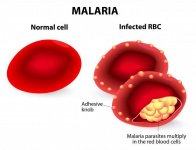 malaria-parasites-invade-the-red-blood-cells-multiplying-quickly[1].jpg