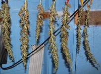 Buds are not very dense off the eight foot auto, eight were taken, a big one was stripped..jpg