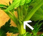 female-marijuana-plant-first-signs-white-pistols-caption-sm[1].jpg