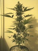 Ace Malawi #1 Day 85 from regular seed.jpg