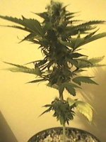 Ace Malawi #2 Day 85 from regular seed 2.jpg