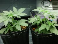 21 days from sprout1.JPG