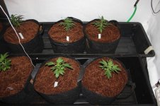 Transplanted  6th July first day in new homes  (3).jpg