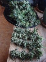 Full plant with colas.jpg