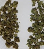 Washed bud on left, dry trim on right.jpg