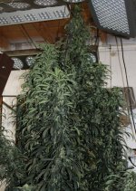 Sold as 'The Purps' this plant auto flowered and has reached over seven feet tall.jpg
