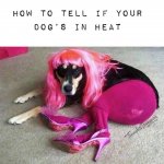 dog in heat.jpg