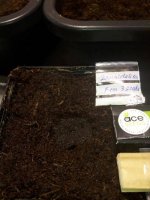zamaldelica from Ace Seeds April 12 2017 in Rot Riot cube surrounded by Pure Coco Coir.jpg