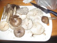 november mushrooms 032.jpg