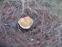 november mushrooms 047.jpg