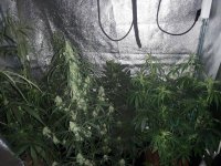 ACE AND CANNABIOGEN TENT FLOWERING CYCLE.jpg
