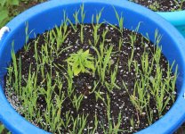 This runt was immediately obvious and Cat Grass was planted at day 25 out 62 to date.jpg