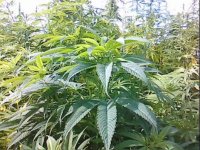 cannabis_jungle.JPG