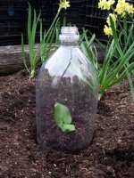 plastic-bottle-greenhouse1.jpg