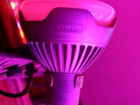 One Phillips 13w bulb for every 500w of overhead.jpg