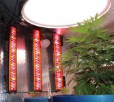 50w per bar side light on clone and seedling table.jpg