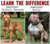 apbt vs am bully.jpg