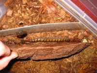 Scolopendra s. subspinipes F.jpg