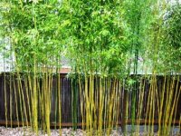 idee-plantes-bambou-jardin.jpg