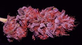 8024261_what-makes-some-cannabis-strains-turn-purple_e2b4a2f0_m.jpg