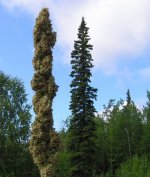 30 gram bud held at arm's length away trying to match size with the Spruce.jpg