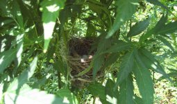July 21, bird nest