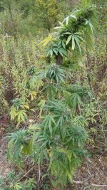 whole plant just before harvest.jpg