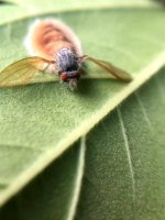 leaf-bug-birth.jpg