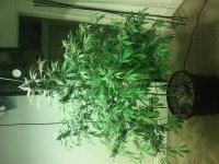 Green crack day 58

This plant was done at a buddies, coulda yielded much more. It got a lot of pl