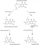 516px-Cannabidiol_and_THC_Biosynthesis.jpg