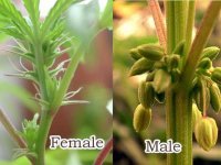 Difference-Between-Male-And-Female-Plants.jpg