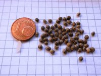 Syrian seed size.jpg