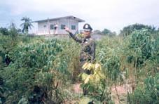 Thai cop in Thai weed fields.jpg