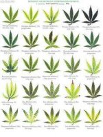 b5aed85919d69753ca5c327f5f0694a5--growing-weed-cannabis-growing.jpg
