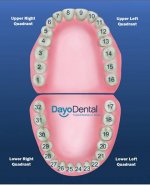 Teeth-Chart.jpg