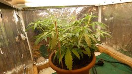 Dec-25-2019_AutoZam_day 35 from seed_day 8 flowering.jpg