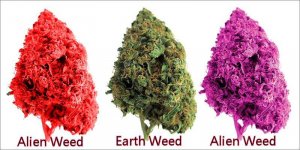 alien weed