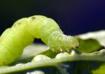 Green_caterpillar_on_basil.jpg